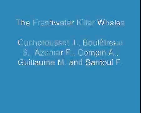 Охота сомов на птиц