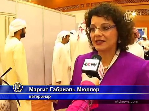 Самого красивого сокола выбрали в Абу-Даби (новости)