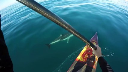 Pallde au milieu des dauphins