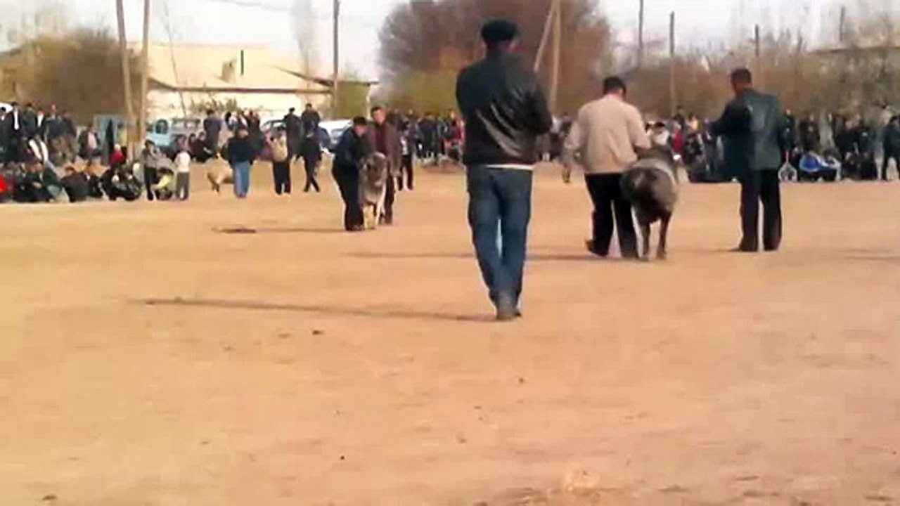 Бой баран