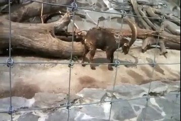 зачем козлу рога! Прикол