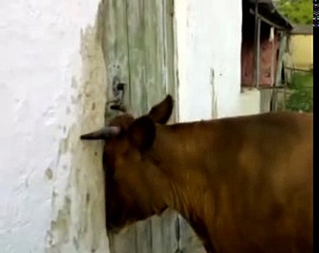 КОРОВА ОТКРЫЛА ДВЕРЬ РОГАМИ! COW came home ! приколы