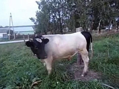 корова рога коровы