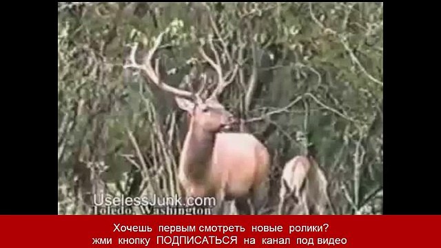 Олень обломал рога охотнику Это надо видеть