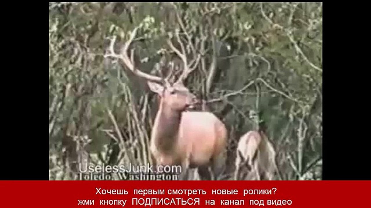 Олень обломал рога охотнику Это надо видеть