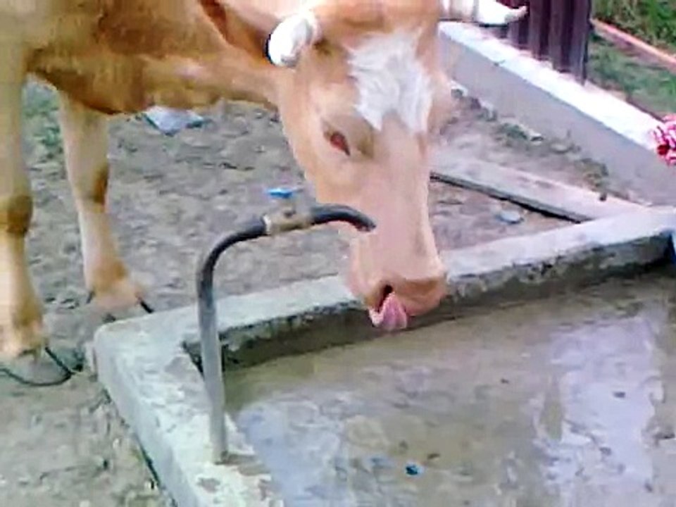 Очень сообразительная и умная корова