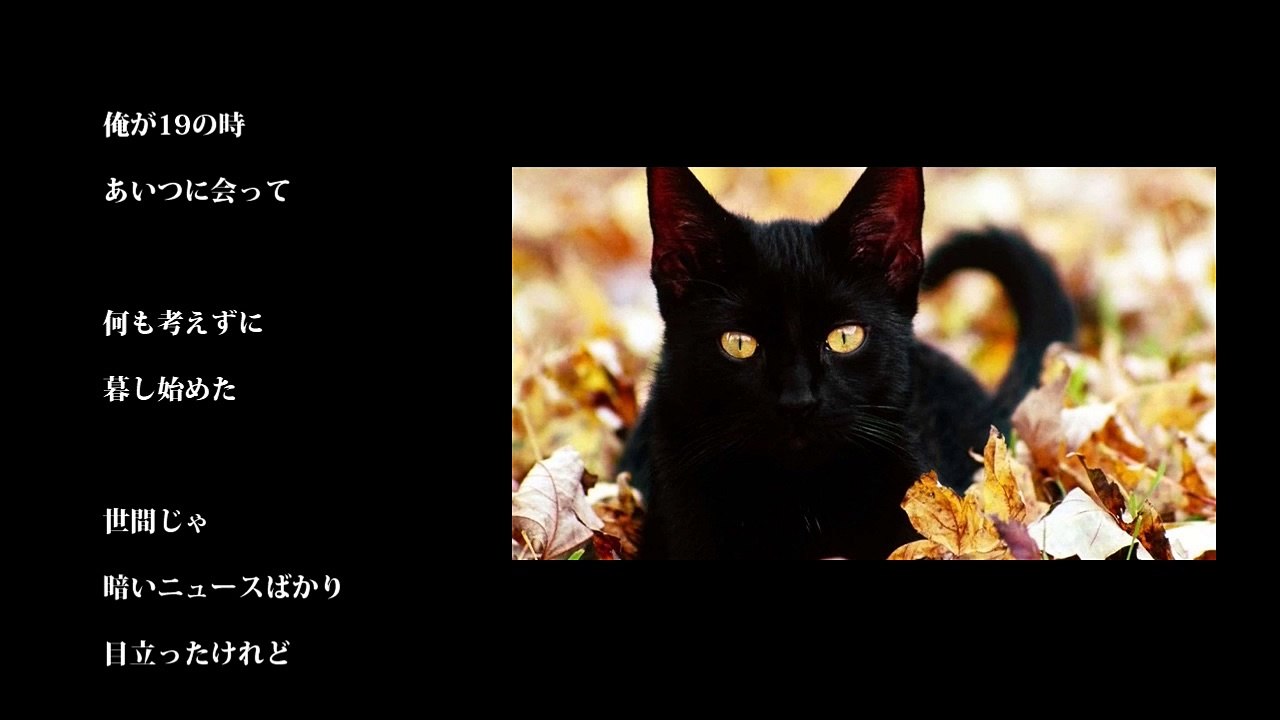 黒猫 - CHAT NOIR - ／南佳孝