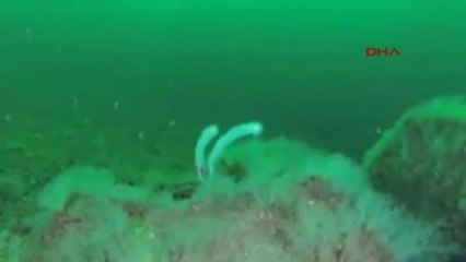 Adalar'da Gırgırla Avlanma Yasağı 31 Ağustos'ta Kalkıyor, Çevreciler Endişeli