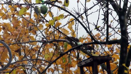 Naturbeobachtung Haussperling(Passer domesticus(L. 1758)) am Meisenknödel