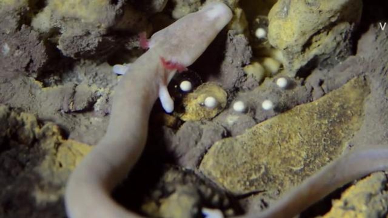 Scientists wait for 'baby dragons' to hatch