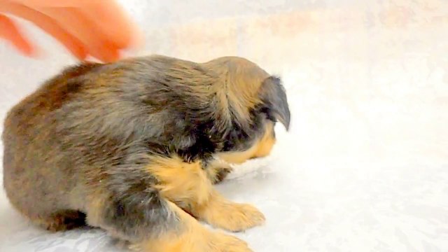 Той-терьер русский длинношерстный (мини) Снежное Королевство Фоксфайр