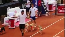 Des chiens remplacent les ramasseurs de balles à l'Open du Brésil