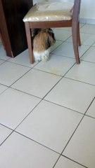 Oscar faz xixi fora do jornal