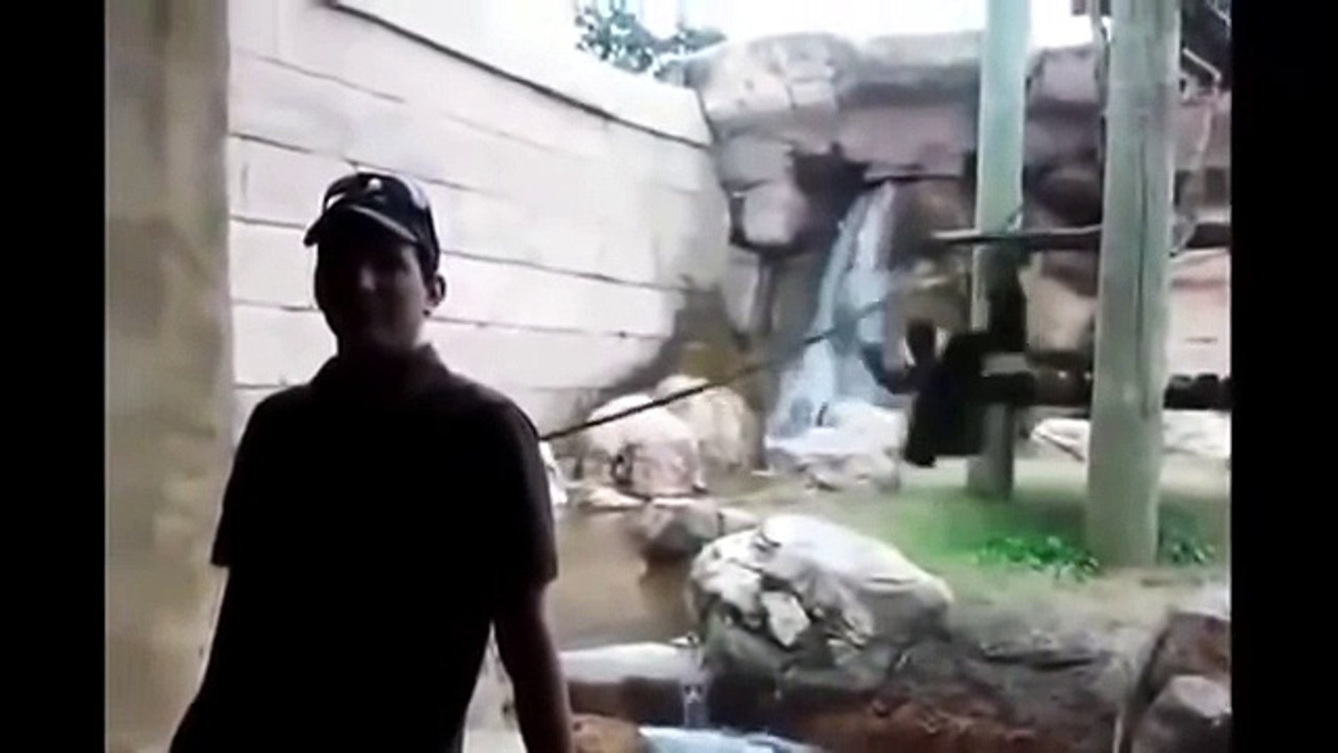 ⁣животные нападают на людей animals attack people