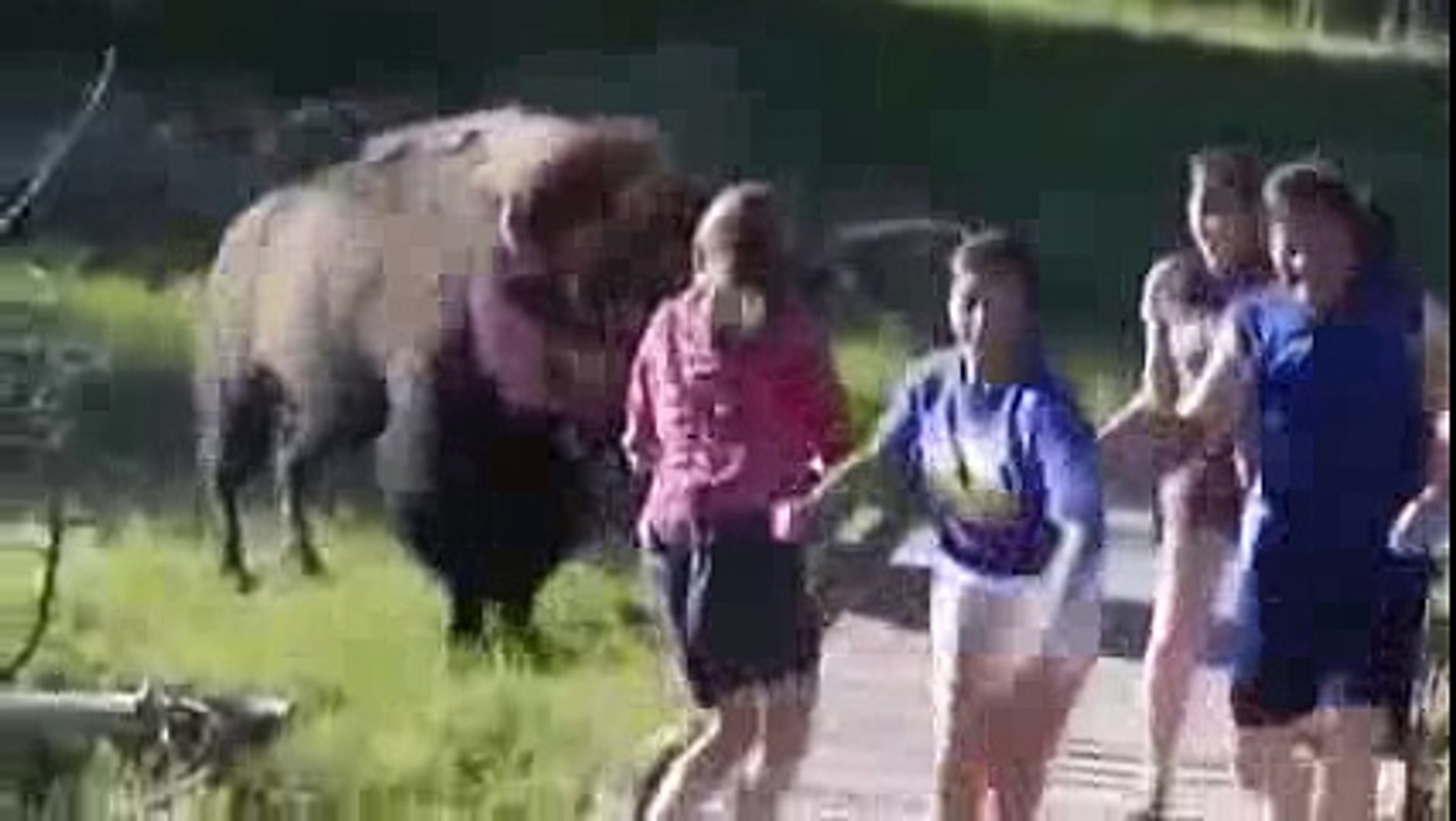⁣Животные нападают на людей
