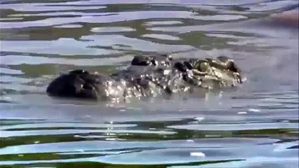 Крокодил нападает на льва