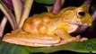 World's Weirdest Frogs! 5 Weird Animal Facts - Ep. 30