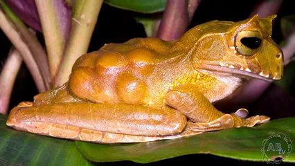 World's Weirdest Frogs! 5 Weird Animal Facts - Ep. 30