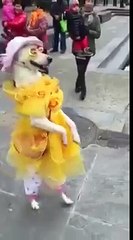 Dog is going for shopping