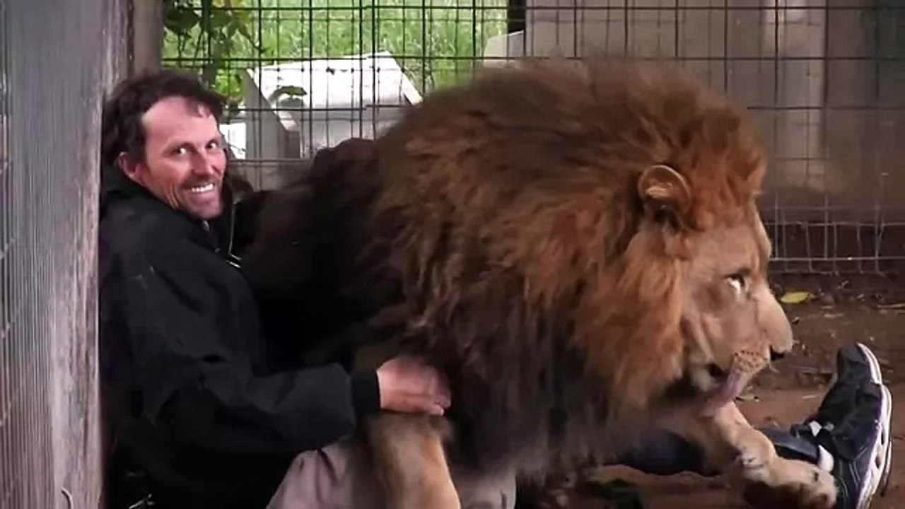 Лев нападает на человека с любовью