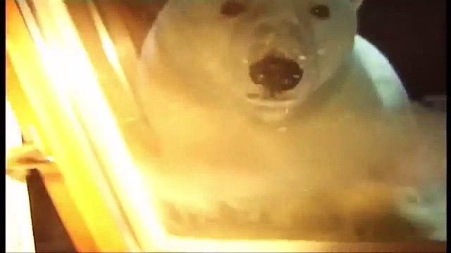 Собака нападает на полярного медведя