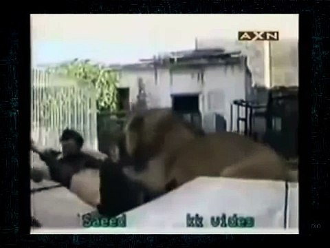 Львы Нападают на Людей! Нападение хищников! Жесть!
