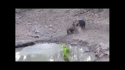 Маленький тигр охотится на огромного кабана