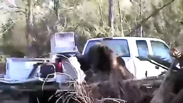 Медведь атакует грузовик