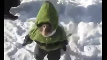обезьянка увидела снег реакция