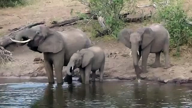 Опасные животные. Дикие животные. Крокодил атакует слона