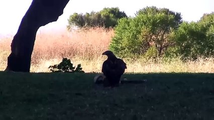 Орел против змеи