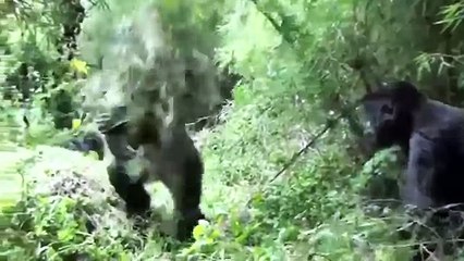 Сумасшедшая горилла атакует женщину