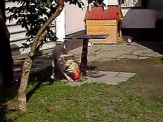 Dalí kutya a foci vb-n