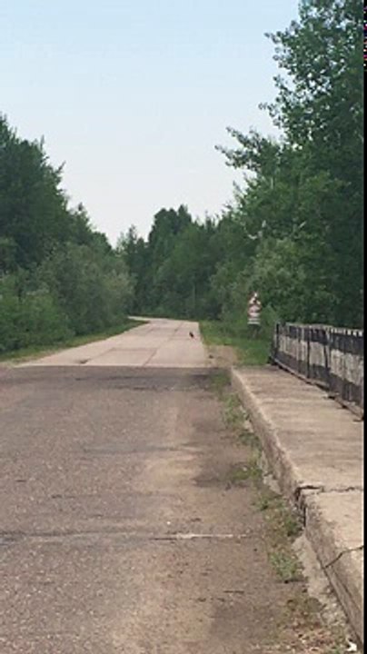 Вуктыл два наглых зайца на дороге