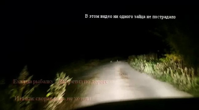 Зайцы по дороге перед машиной