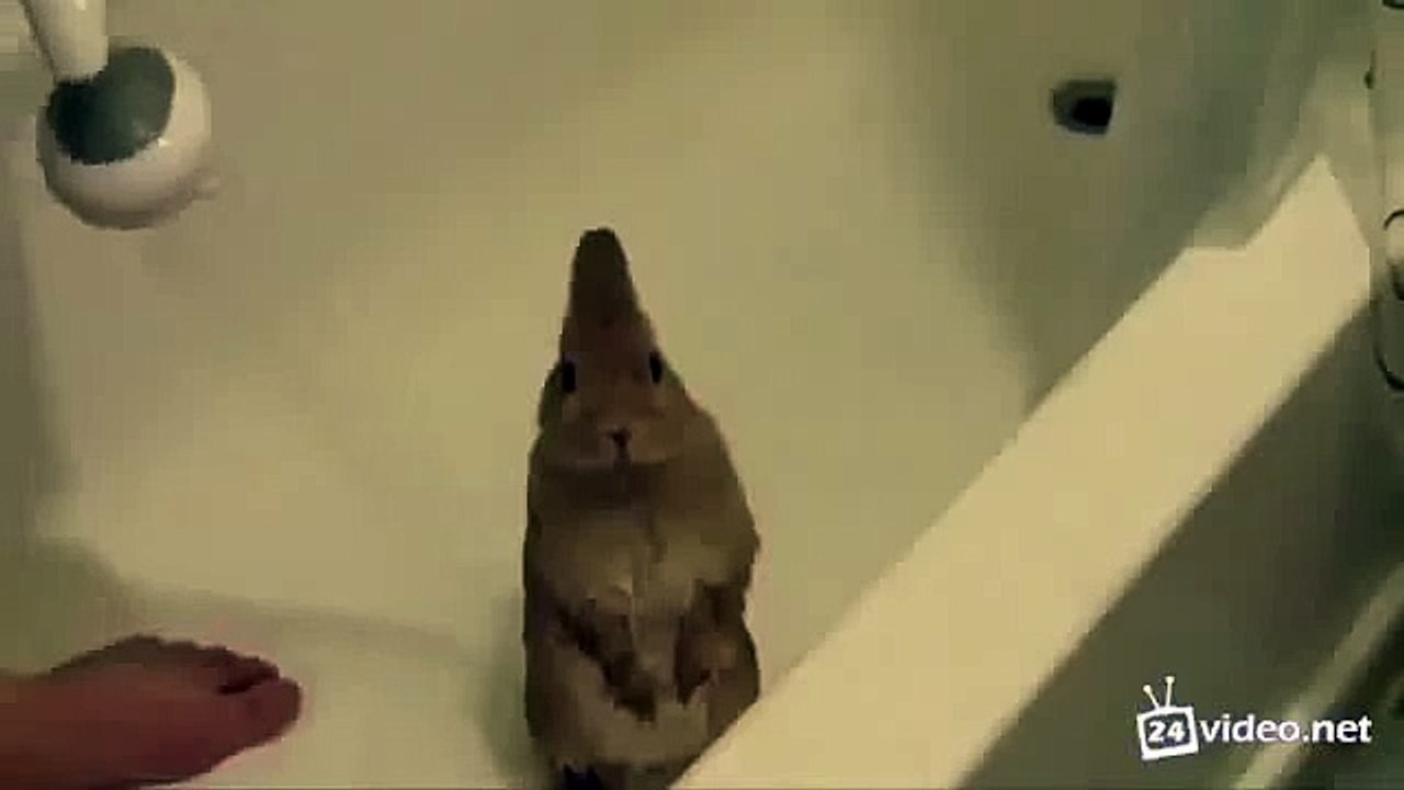 ЗАЯЦ В ВАННОЙ! СУПЕР ПРИКОЛЬНЫЙ