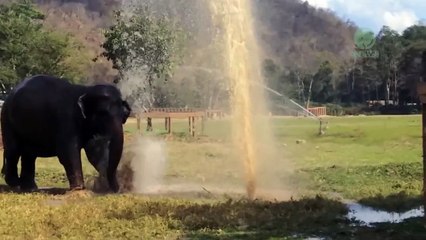 Elephant break the sprinkler and play