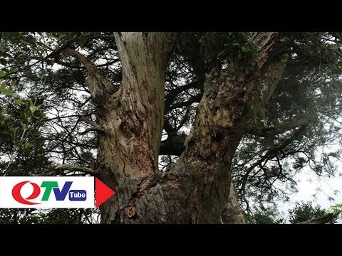 Xích Tùng cổ Yên Tử kêu cứu | QTV