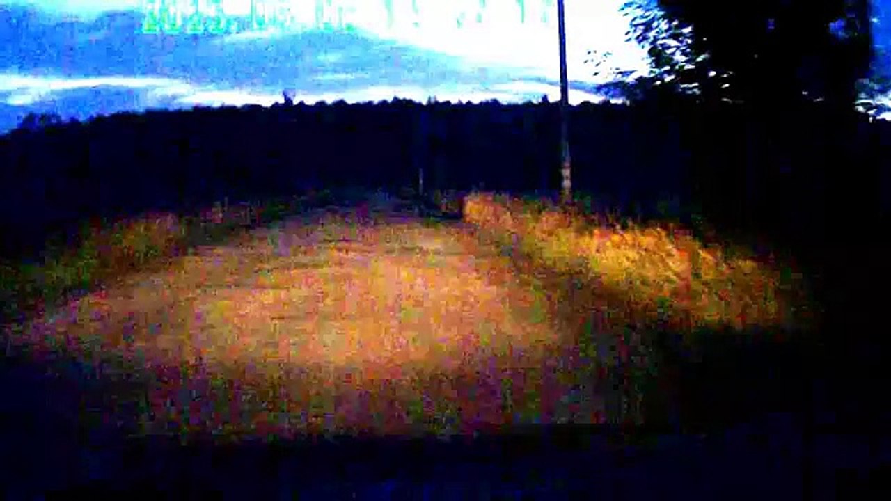 Заяц выбегает на дорогу в свете фар