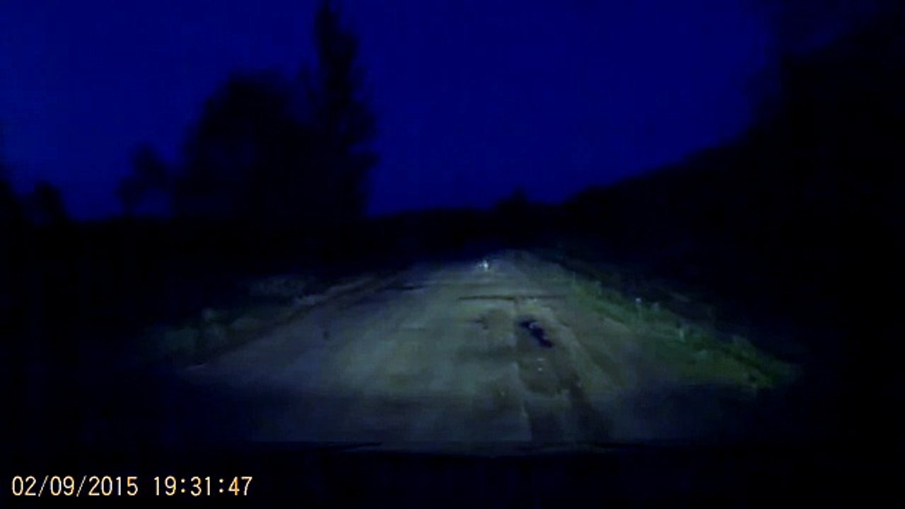 Заяц на дороге. НП Браславские озера