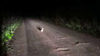 Заяц на ночной дороге в свете фар
