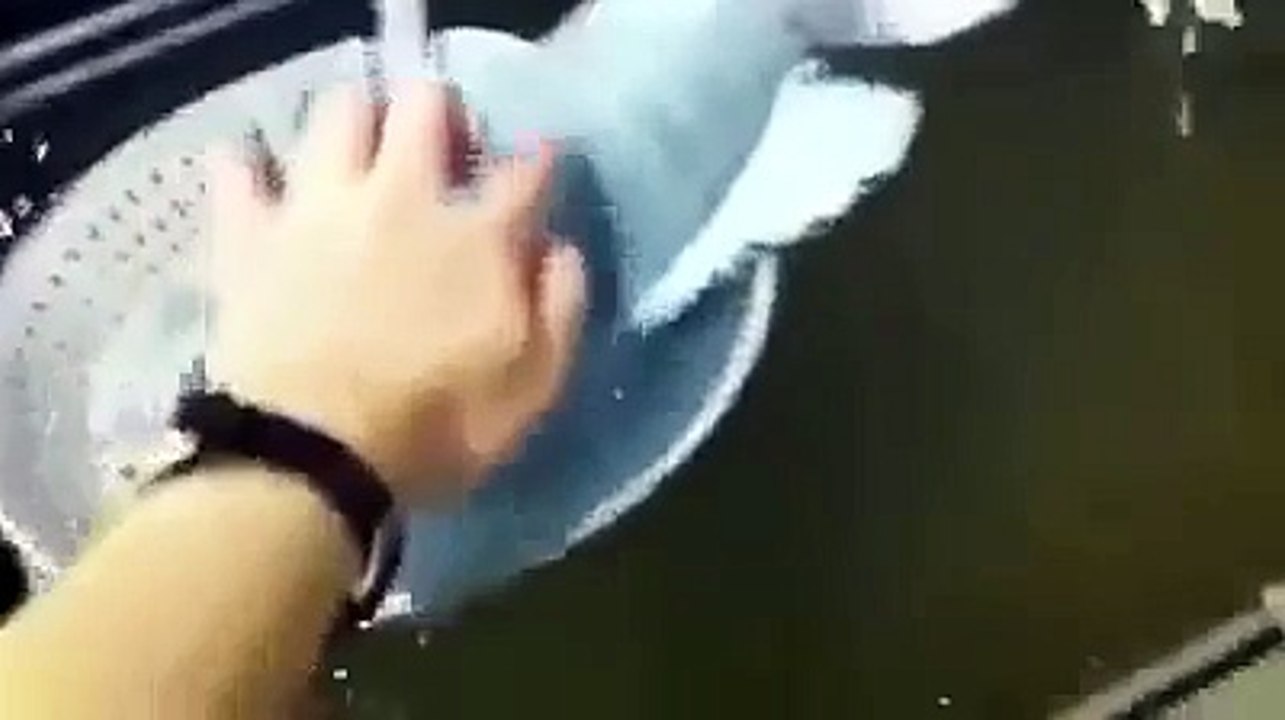 Balığı Sıvı Nitrojen İçine Koyarsanız Ne Olur_