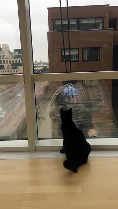 Bina Camlarını Temizleyen Adamla Oynamaya Çalışan Sevimli Kedi
