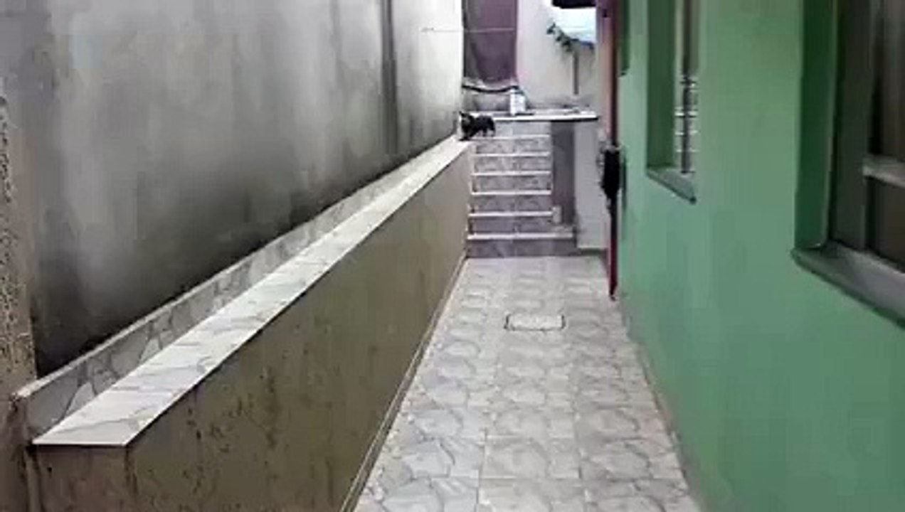 Bu Köpek Tam Bir Akıl Küpü..