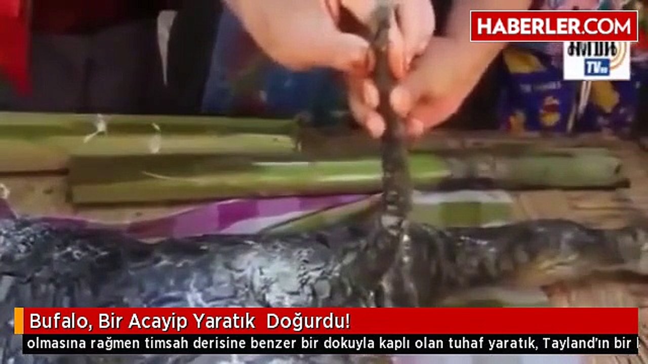 Bufalo, Bir Acayip Yaratık Doğurdu!