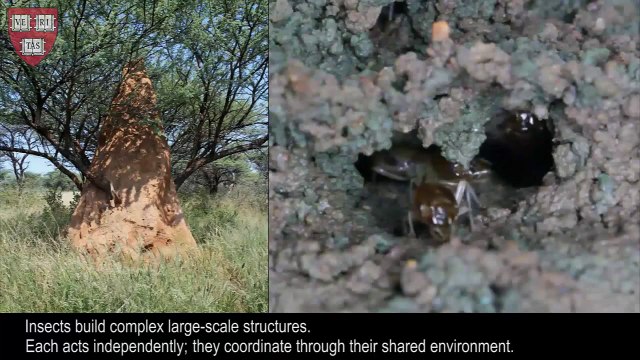 Групповая робототехника. Роевое поведение роботов. Роботы термиты.