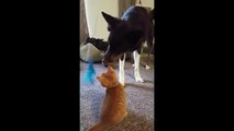 Kitten teaches dog how to play with a cat toy
