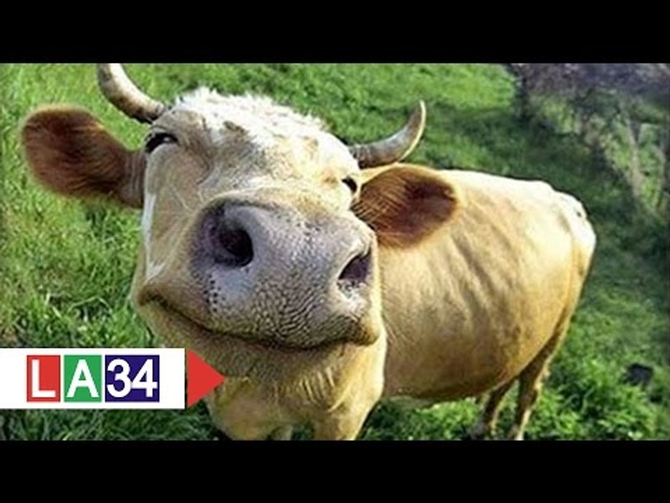 Khám phá chuyên án trộm bò số lượng lớn | LATV