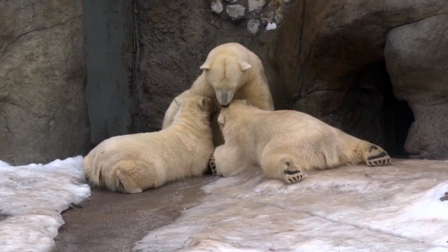 Три белых медведя