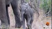 Mother Elephants Protects Calf From Tourists